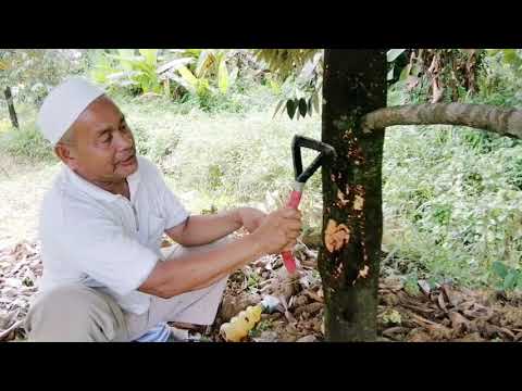 Video: Merawat Pokok Quince yang Sakit - Mengenali Masalah Penyakit Quince Biasa