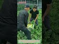 You Won't Believe How BIG This Watermelon Is! Harvesting Giant Fruit #LifeHack #farminghacks
