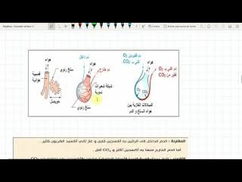 ملخص درس التنفس عند الانسان :التحصل على الطاقة عند الانسان علوم طبيعية السنة أولى متوسط