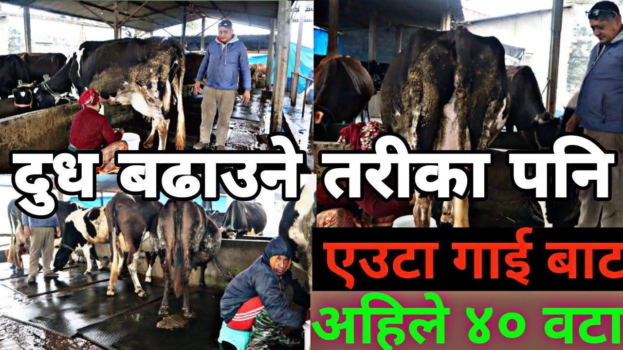 ७ वर्ष विदेश को बसाइँ छोडेर नेपालमै लोभलाग्दो गाई पालन दैनिक २०० लिटर दुध विक्री||Best cow  farm