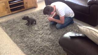 Blue Staffy puppy's reaction to new home, part 3 by grj131082 465,543 views 8 years ago 1 minute, 15 seconds