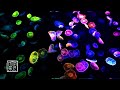 12 HRS Fall Asleep & Relaxation, Clockwise Moving 🌈Rainbow Moon Jellyfish with Ocean🌊Sound.