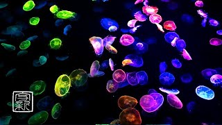 12 HRS Fall Asleep \& Relaxation, Clockwise Moving 🌈Rainbow Monn Jellyfish with Ocean🌊Sound.