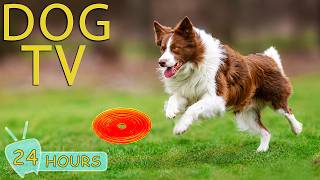 DOG TV: Best Anti-Anxiety Videos for Dogs Help Your Dogs Relax All Day - Ultimate Music for Dogs screenshot 5