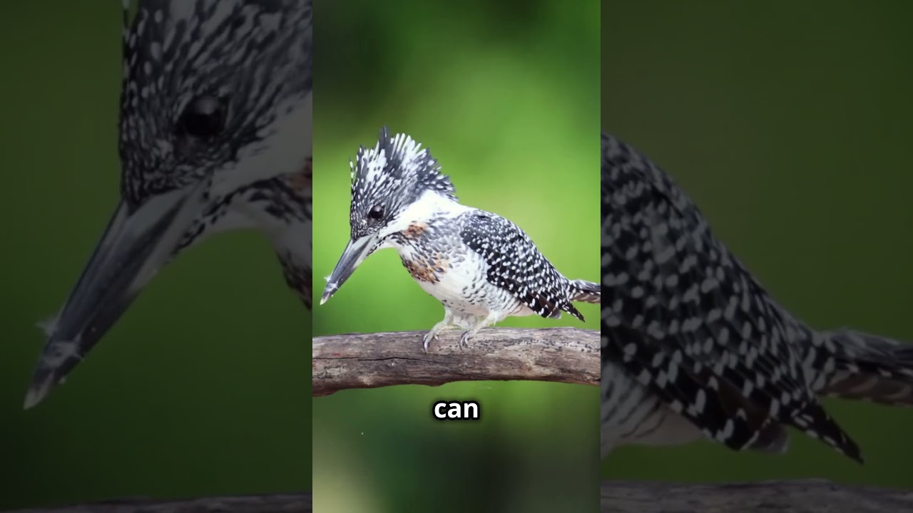 "Meet the **Crested Kingfisher**—the world’s largest and most stylish kingfisher! 🐦 