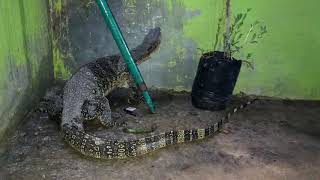 PERTANDA APA ADA BIAWAK MASUK RUMAH?