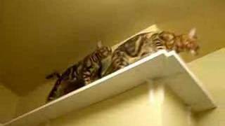 20 bengal cat games by Kami White 497,231 views 16 years ago 4 minutes, 11 seconds