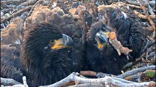 SANDY & LUNA DYNAMIC DUO! 🐦 SANDY'S NEW TOE ID MARKER! JACKIE & SHADOW DEFEND NEST! FOBBVCAM 5.23.26