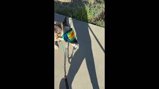 I've Used This Hands-Free Dog Leash for Years—Here's What I Think.
