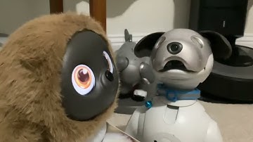 Ropet Next Gen AI Rob​​​​ot Pet Day 46 Update & Meeting Scout the Aibo #robot #robotcompanion