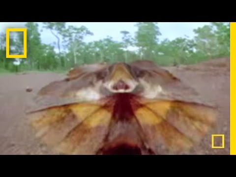 Freaky Lizard | National Geographic