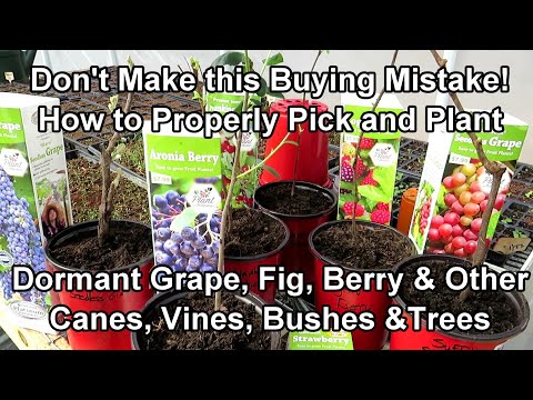 Don't Make this Mistake: How to Pick & Plant Dormant Grape, Berry, Fig, Fruit Canes, Vines & Bushes