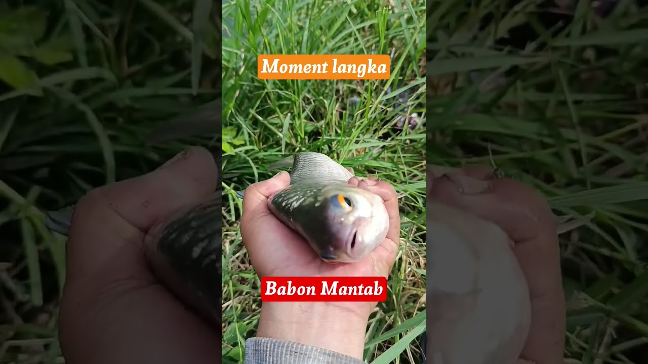 Moment Mantap strike Babon | mancing mania — Zen Vlog YouTube video