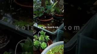 kolam baskom ikan guppy tanpa filter.