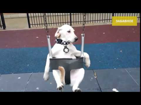 Гифка собака качели качается гиф картинка, скачать gif на GIFER