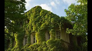 Baha Kutupta Yaz Gibi