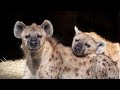 Смешные и забавные гиены | Funny hyena (Животные №5)