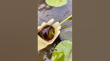 Thumbnail of Collecting Pygmy Water-lily Seeds #satisfying #short
