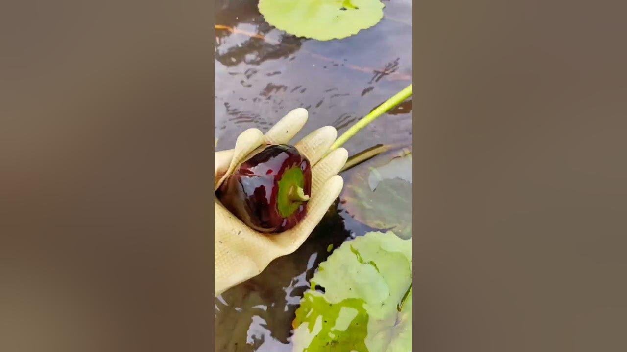 Collecting Pygmy Water-lily Seeds #satisfying #short