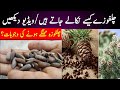 chilgoza tree in pakistan | expensive chilgoza pine | chilgoza kaisay nikalta hay
