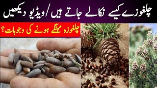 Chilgoza Tree In Stan Expensive Chilgoza Pine Chilgoza Kaisay Nikalta Hay