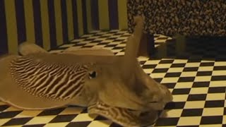 ANIMALS WITH REAL SUPERPOWERS