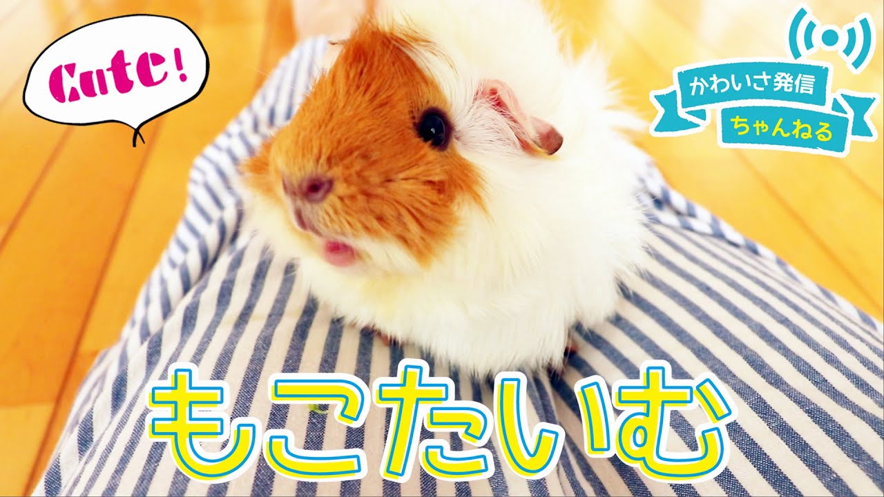 ずんずん近寄ってくる超可愛いモルモット Cute Guineapig Youtube