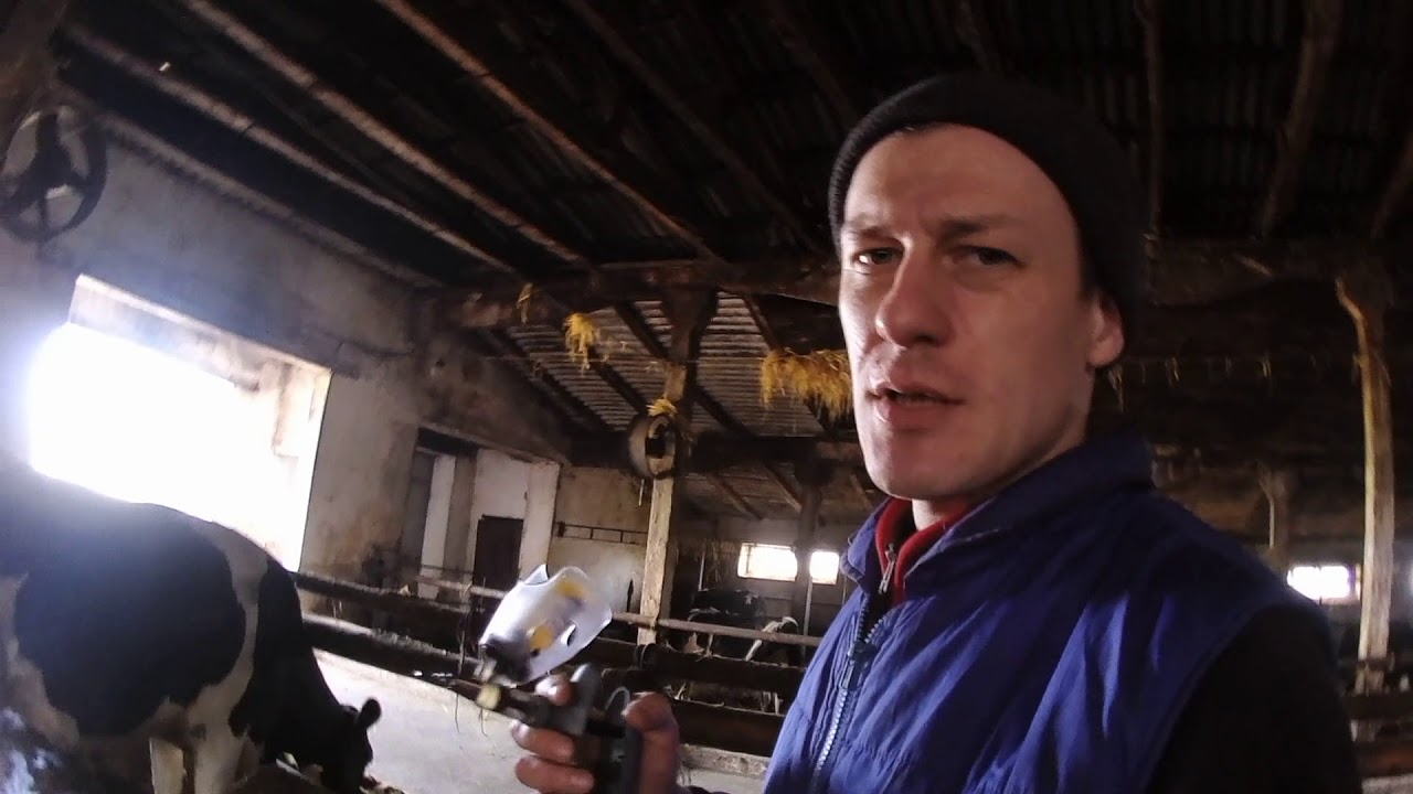 Вакцинация сухостойных коров - профилактика диареи у телят - YouTube