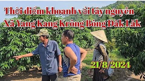Hướng dẫn thời điểm khoanh vải tây nguyên Yang Kang Krông Bông
