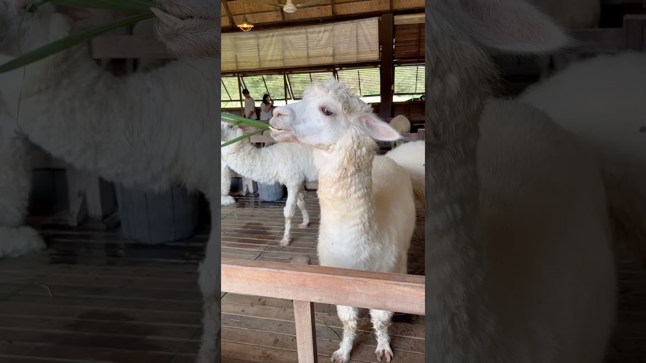 Alpaca eating grass adorably 