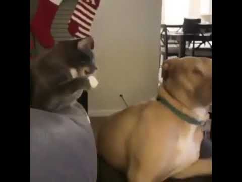 cat punching dog