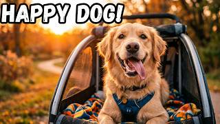 Best Dog Bike Trailers 2026 | (Suspension, Space & Durability)