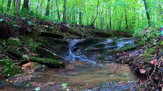 Mini Waterfall in the Forest for Gentle Nature Sounds