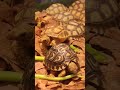 Geochelone Sulcata African species typical tortoise #tortoise #pets #animals #mukbang
