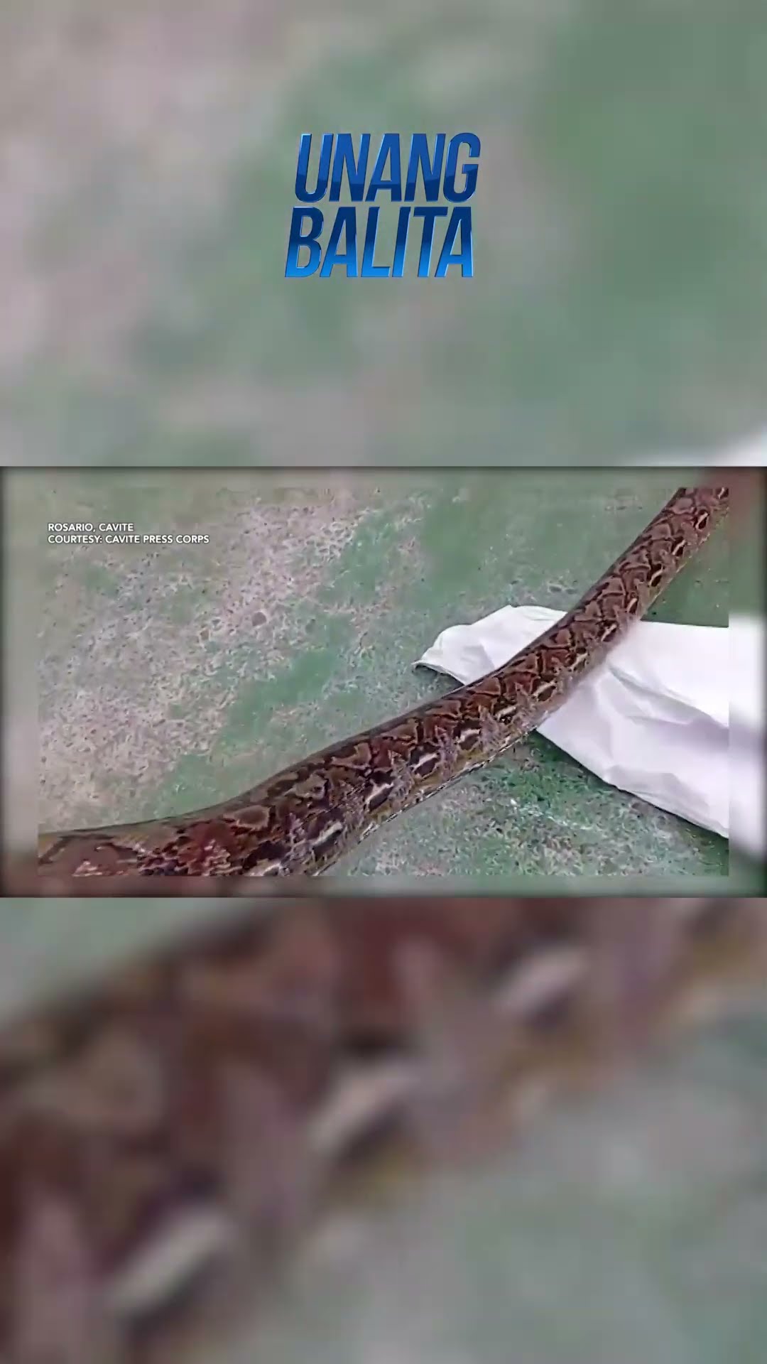 Sawa, nahuli sa kalsada! #shorts | Unang Balita