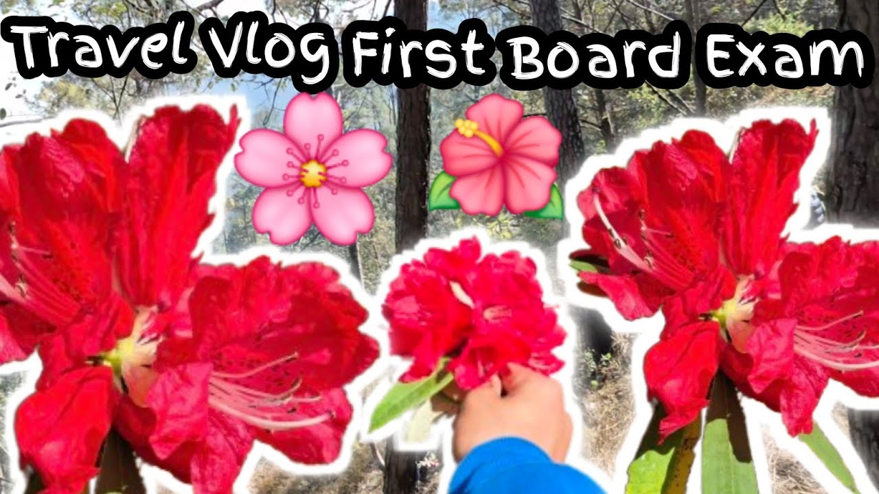 Travel Vlog 🌸✨️| First Board Exam ✨️| Pithoragarh Vlog | Dharchula to Pithoragarh | 