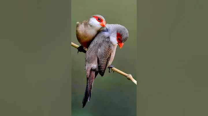 Talking Parrot Interacts Adorably With Owner