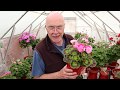 The Types of Pelargoniums That I Grow - Part One