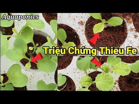 Video Khắc phục triệu chứng Rau hay vàng lá trên Hệ thống... - youtube