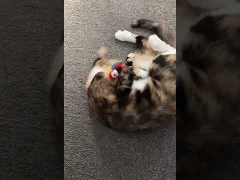 Cute cat playing with parrot toys #animals #funnyanimals #animalshorts #trending #cats