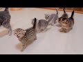 "Isn't it time to eat yet?" said the boss kitten, taking his brothers with him.