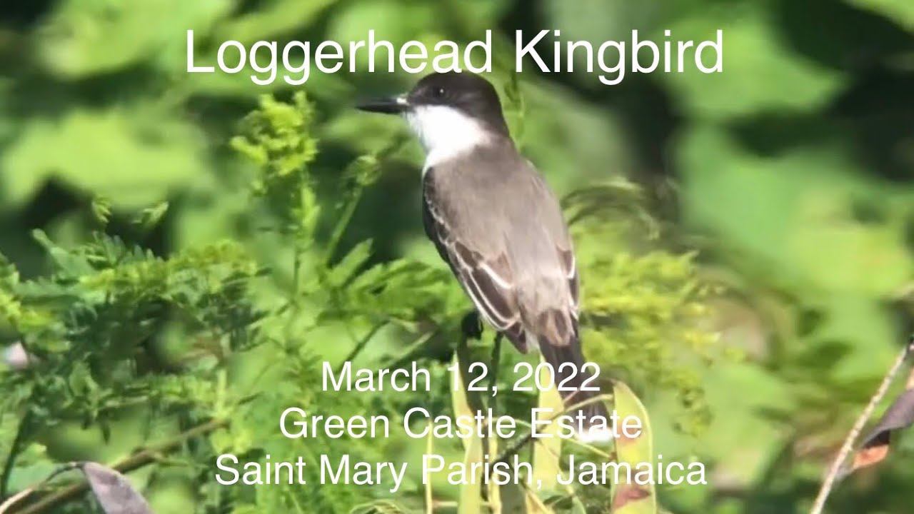 Loggerhead Kingbird - Green Castle Estate, St Mary Parish, Jamaica, March 12, 2022