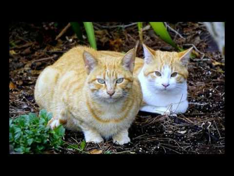 Video Tiếng Mèo kêu đuổi Chuột và gọi bạn tình Hot nhất... - youtube