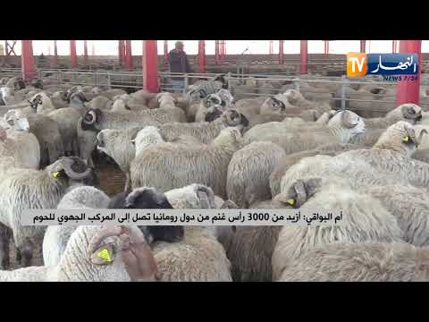 أم البواقي أزيد من 3000 رأس غنم من دول رومانيا تصل إلى المركب الجهوي للحوم