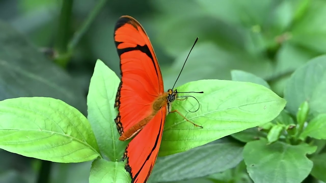 Wilhelma ZOO Stuttgart - 14.1.2026 