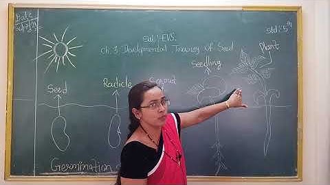 Std 5th Evs Ch - 3 "Developmental Journey of Seed"