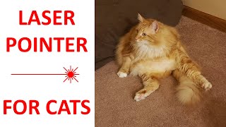 How to Make a Custom Laser Pointer Video for Your Cat screenshot 1