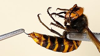 Stinger of Asian giant hornet