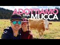 ADOTTIAMO una MUCCA | Visitiamo Malga Zochi e il DRAGO VAIA a Lavarone