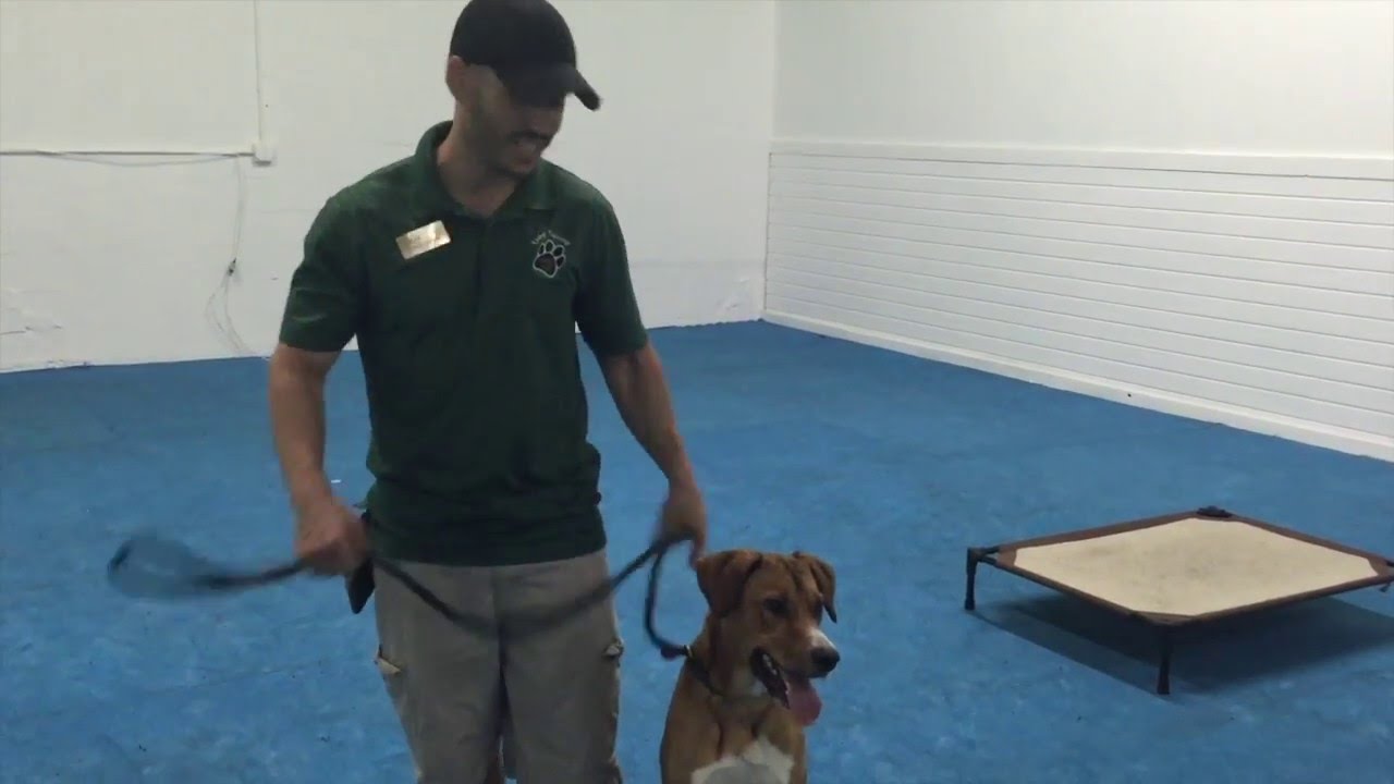 Miami Dog Training Train to Adopt Program Obedience Skills for